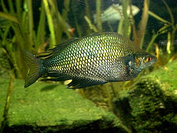 Glossolepis spec. "Lake Kli"