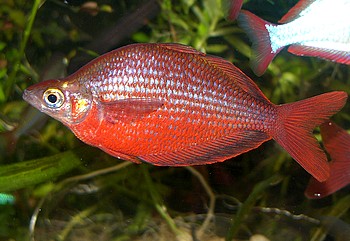 Glossolepis pseudoincisus