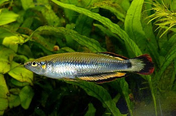 Bedotia madagascariensis, Rotschwanz-hrenfisch