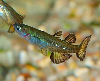 Pseudomugil tenellus, Schwarzes Blauauge