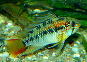 Apistogramma macmasteri