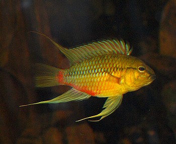 Apistogramma hongsloi