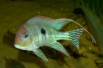 Geophagus proximus, Surinam-Perlfisch