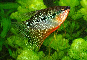 Trichopodus leerii, Mosaikfadenfisch