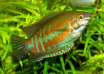 Trichogaster labiosa