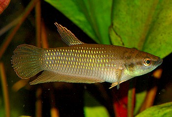 Betta pugnax, Kriegerischer Kampffisch