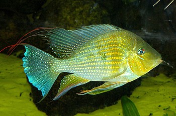 Acarichthys heckelii, Heckels Buntbarsch