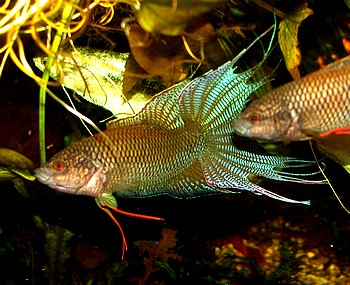 Macropodus spechti, Schwarzer Makropode