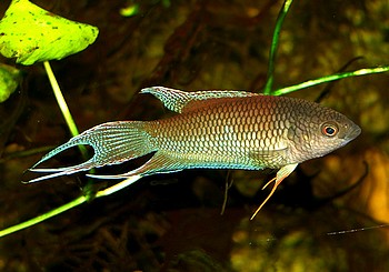 Macropodus erythropterus, Rotrcken-Makropode