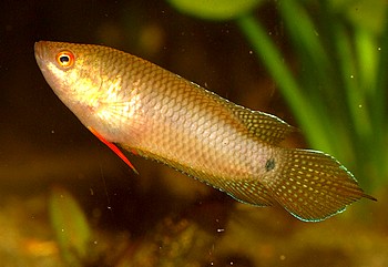 Pseudosphromenus cupanus, Spitzschwanzmakropode