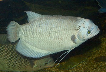 Osphronemus gorami, Riesengurami