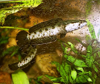 Channa punctata, Punktierter Schlangenkopffisch