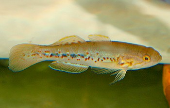 Mogurnda adspersa, Violettgepunktete Schlfergrundel