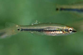 Hypseleotris spec. - Burma,  Burma-Schlfergrundel