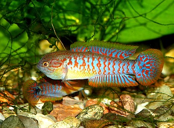 Tadeurndina ocellicauda, Pastellgrundel