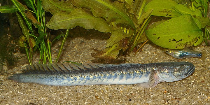 Gobioides broussonnetii, Lila Aalgrundel