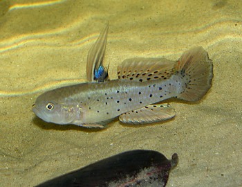 Stigmatogobius sadanindio, Rittergrundel
