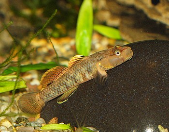 Rhinogobius duospilus