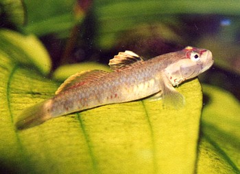 Rhinogobius duospilus, Weiwangen-Grundel