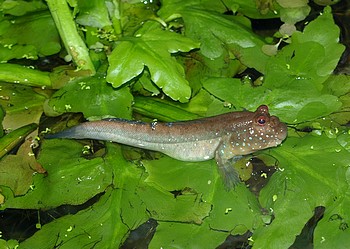 Periophthalmus barbarus, Schlammspringer