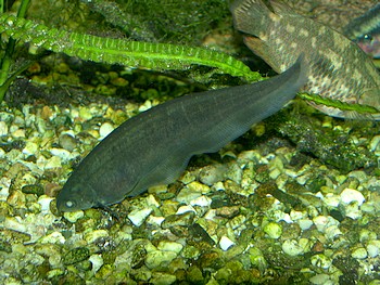 Messerfisch