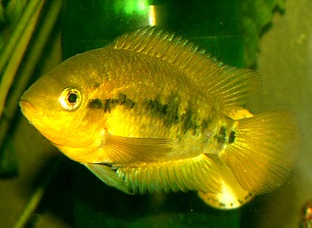 Herotilapia multispinosa, Regenbogencichlide