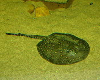 Potamotrygon motoro, Pfauenaugen-Stechrochen
