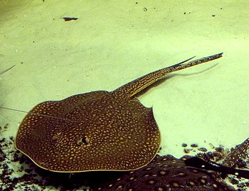 Potamotrygon signata