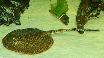 Potamotrygon falkneri