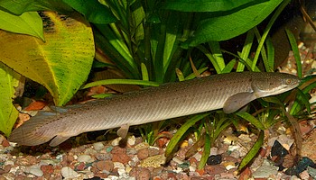 Polypterus senegalus, Senegal-Flösselhecht