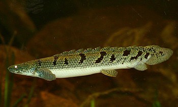 Polypterus delhezi, Zaire-Flösselhecht