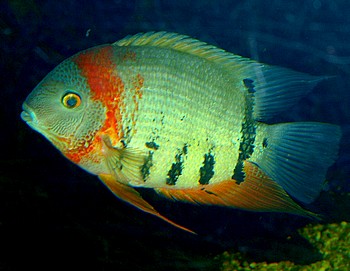 Heros appendiculatus