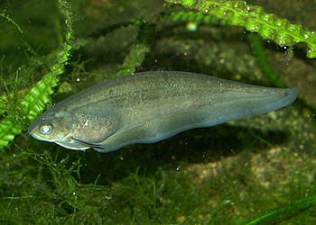 Xenomystus nigri, Afrikanischer Messerfisch