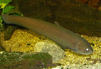Papyrocranus afer, Fhnchen-Messerfisch