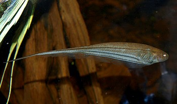 Eigenmannia virescens, Grner Messerfisch