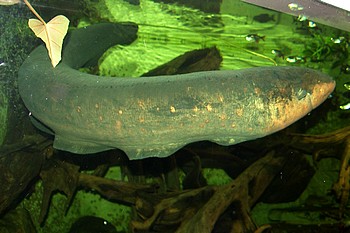 Electrophorus electricus, Zitteraal