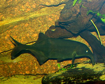 Campylomormyrus elephas, Elefantenrsselfisch