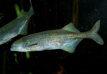 Marcusenius nyasensis