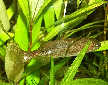Campylomormyrus tamandua