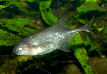 Pollimyrus adspersus