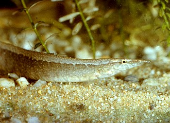 Mastacembelus circumcinctus, Grtelstachelaal