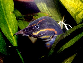 Mastacembelus erythrotaenia, Feuer-Stachelaal