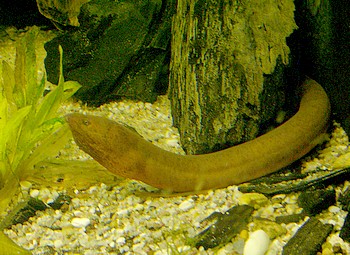 Synbranchus marmoratus