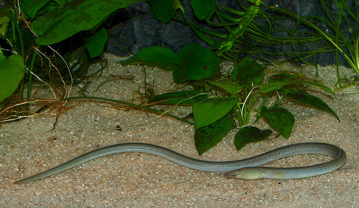 Pisodonophobis boro, Reisfeldaal