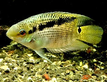 Mesonauta festivus, Flaggenbuntbarsch