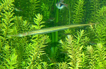 Microphis brachyurus aculeatus