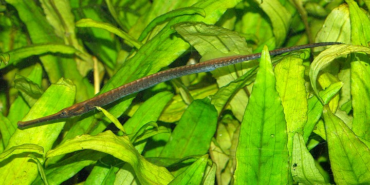 Doryichthys boaja