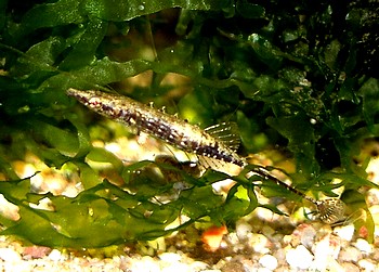 Indostomus paradoxus, Burma-Stichling