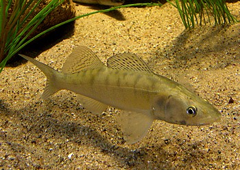 Sander lucioperca, Zander