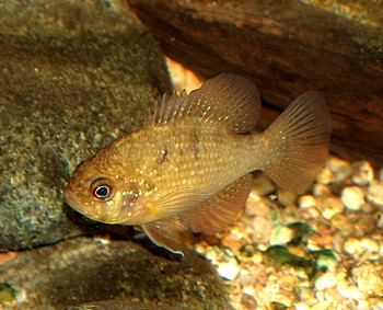 Enneacanthus obesus, Diamantbarsch